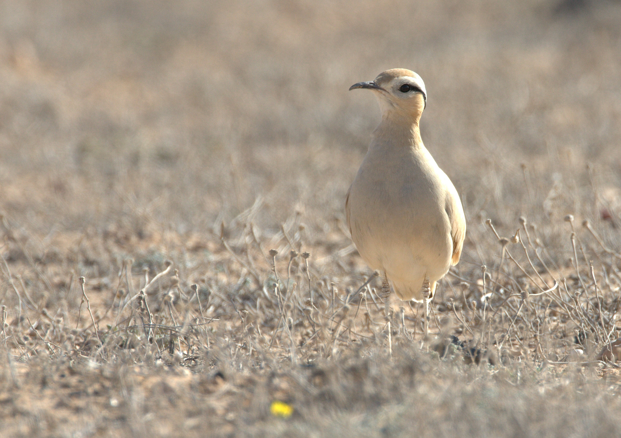 Canon EF 500mm F4L IS USM sample photo. Cream-coloured courser photography