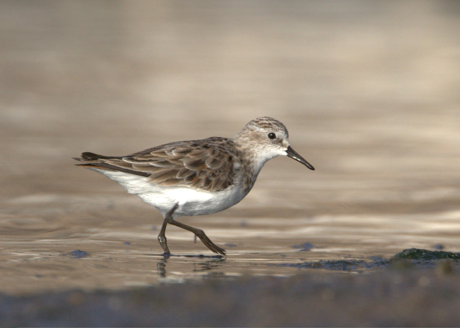 Canon EF 500mm F4L IS USM sample photo. Little stint photography