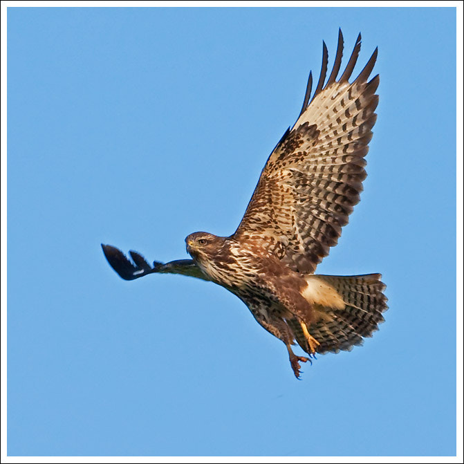 Canon EOS-1D Mark III + Canon EF 500mm F4L IS USM sample photo. Buzzard photography