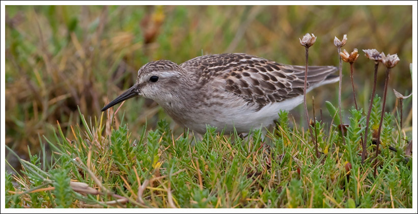 Canon EOS-1D Mark III + Canon EF 500mm F4L IS USM sample photo. Least sandpiper photography
