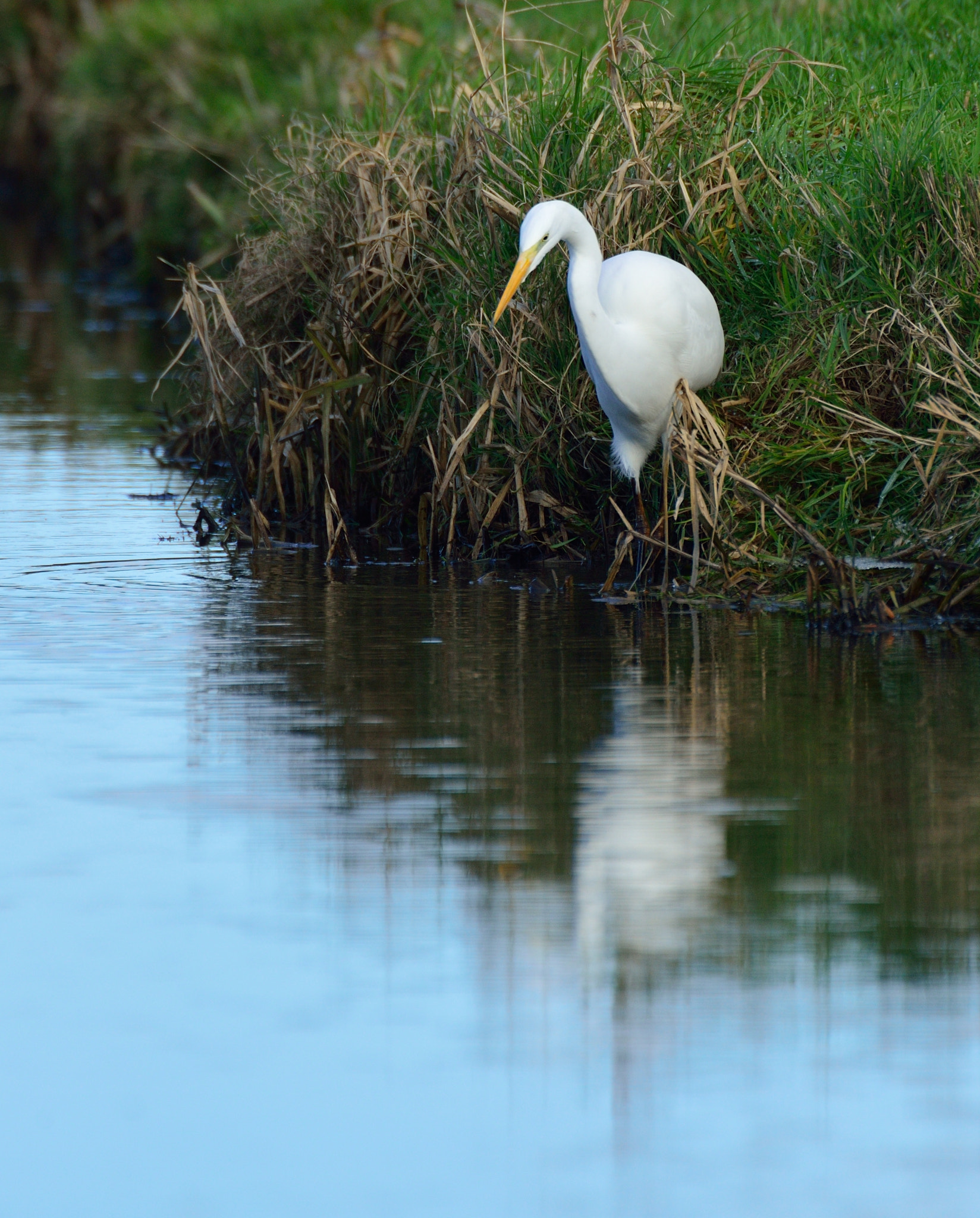 AF-S Nikkor 600mm f/4D IF-ED + TC-14E sample photo. Grote zilverreiger photography
