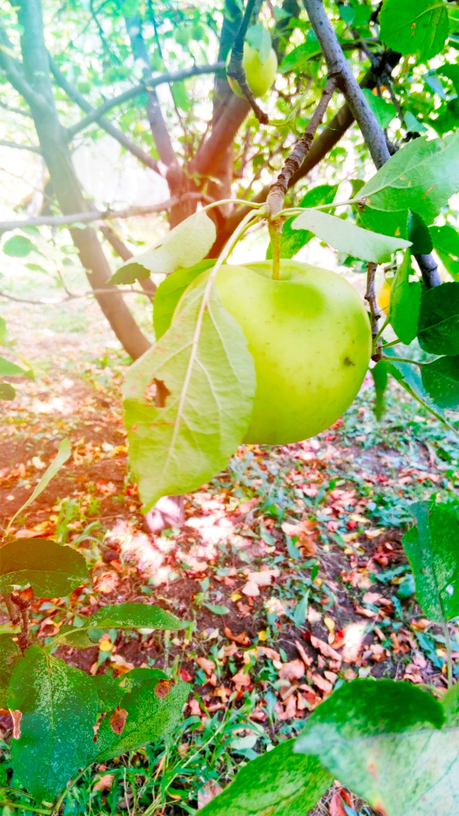 Lenovo S60-A sample photo