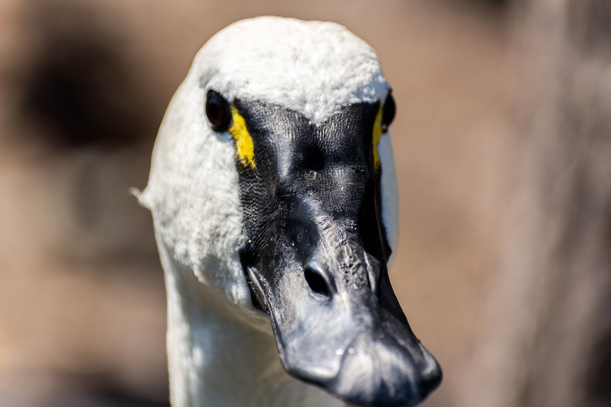 Sigma 50-200mm F4-5.6 DC OS HSM sample photo. Zoo photography