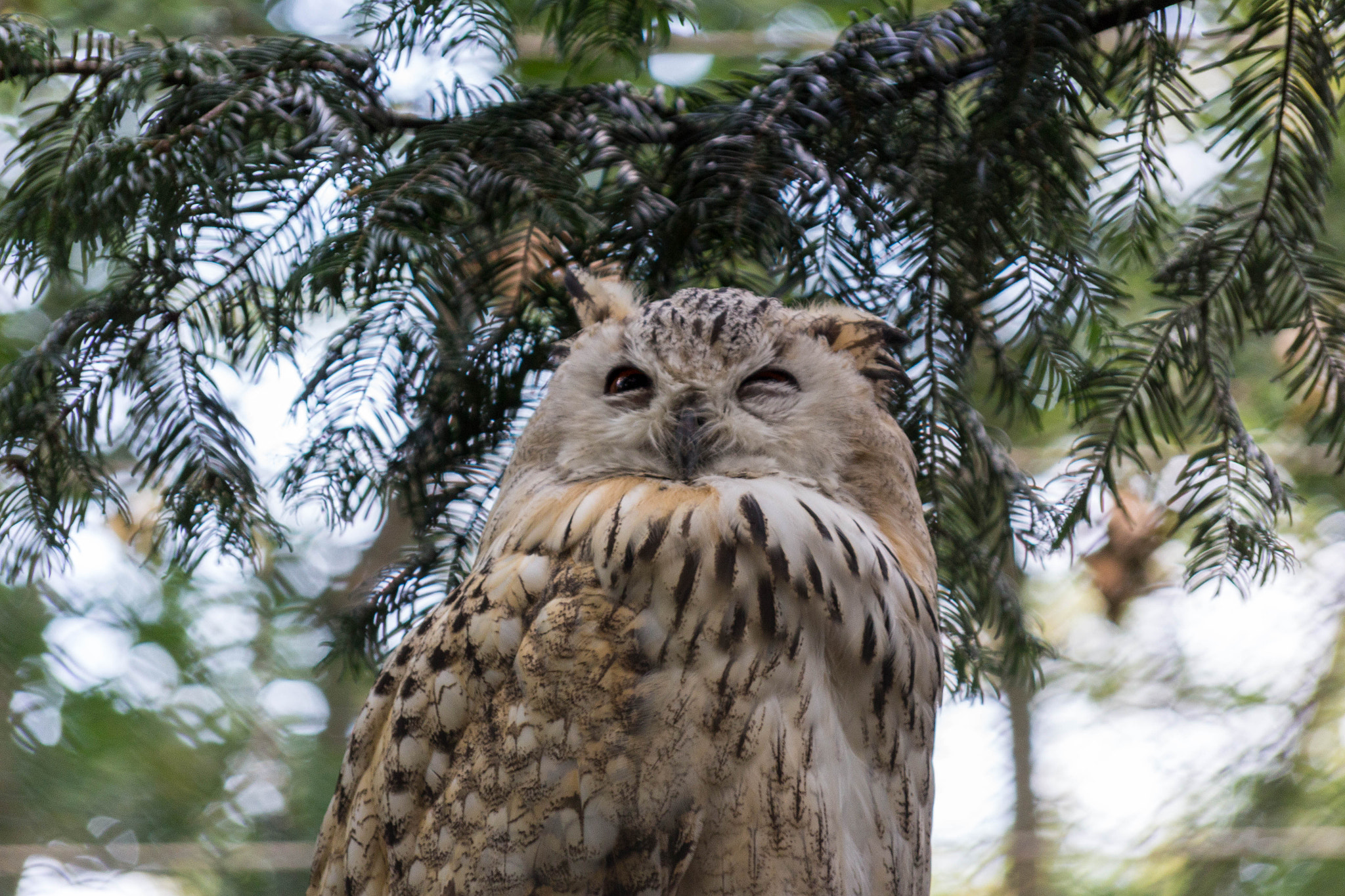 Sigma 50-200mm F4-5.6 DC OS HSM sample photo. Zoo photography