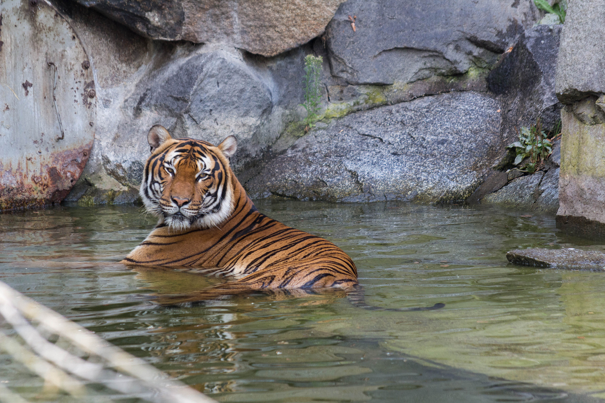 Sigma 50-200mm F4-5.6 DC OS HSM sample photo. Zoo photography