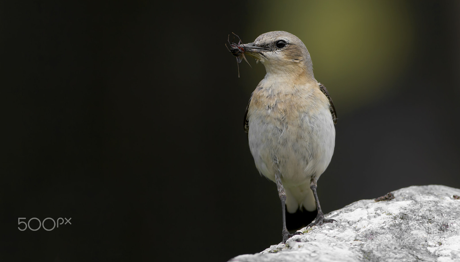 Canon EOS 60D + Canon EF 400mm F5.6L USM sample photo. Wheatear (oenanthe oenanthe) photography
