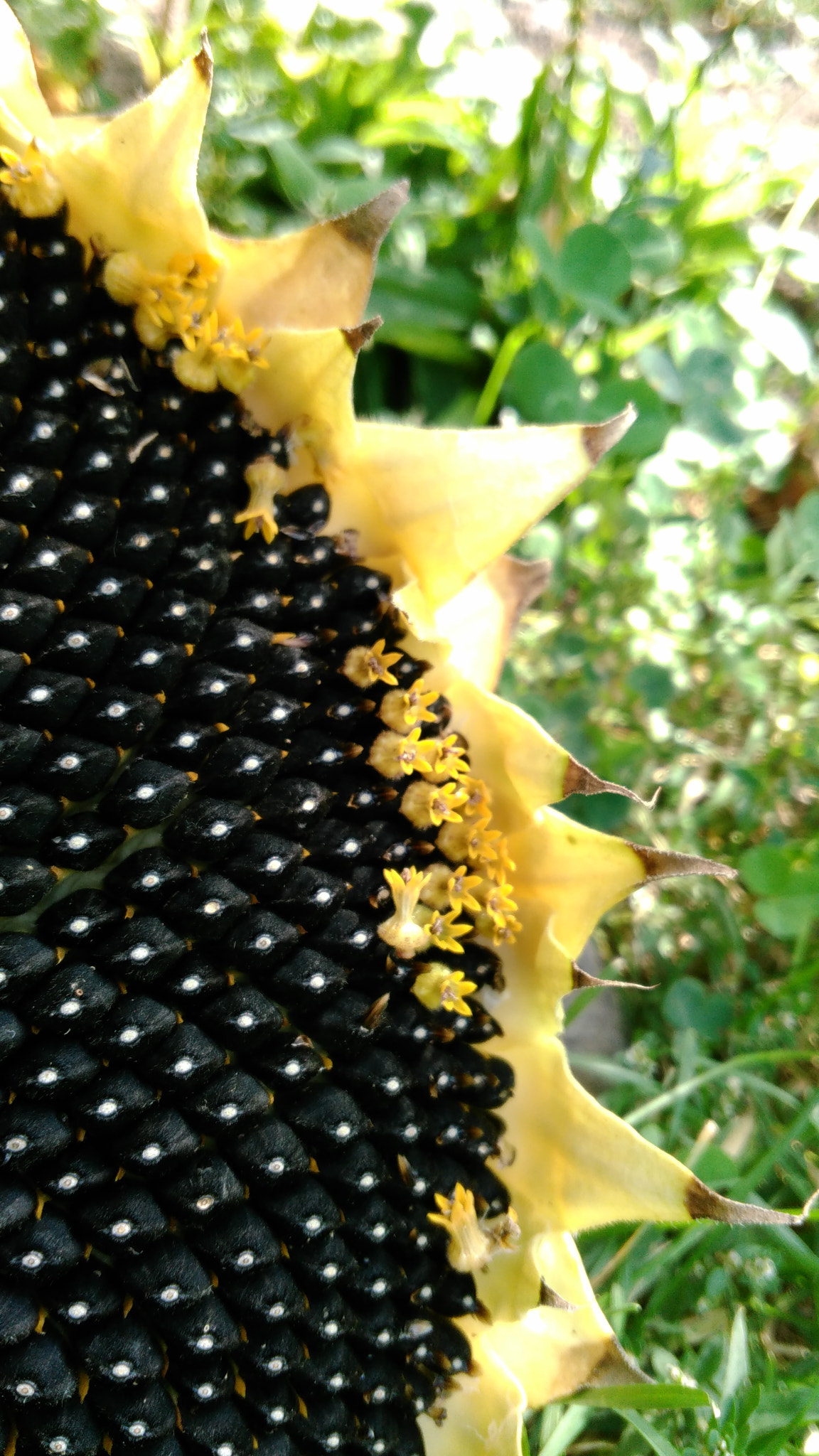 Lenovo S60-A sample photo. Beauty of nature photography
