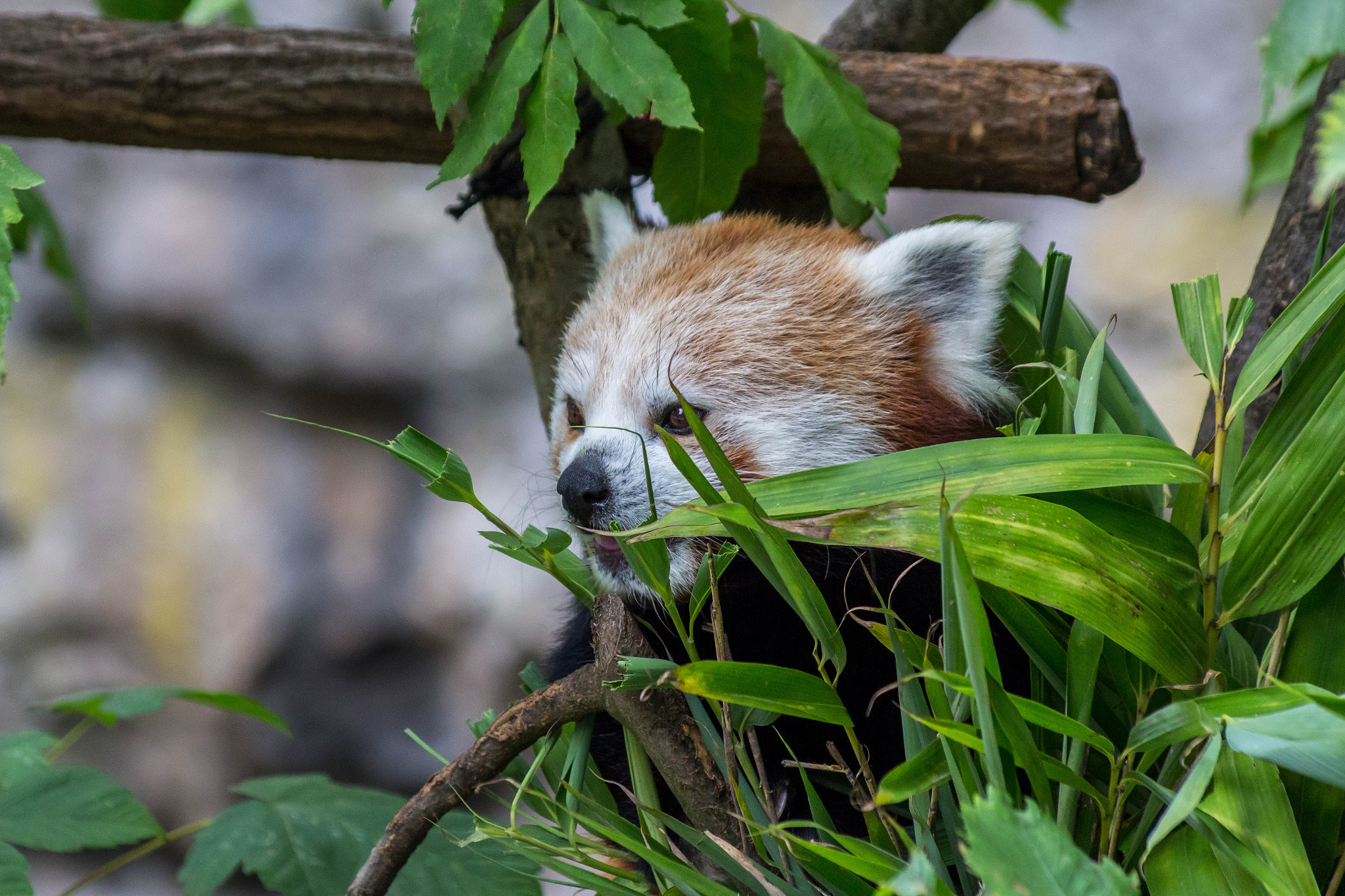 Sigma 50-200mm F4-5.6 DC OS HSM sample photo. Catbear photography