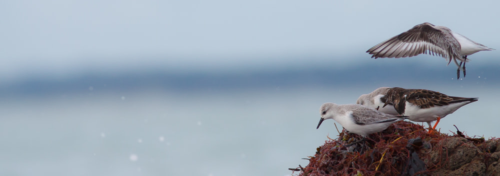 Canon EOS 50D + Canon EF 300mm F4L IS USM sample photo. Penvins photography