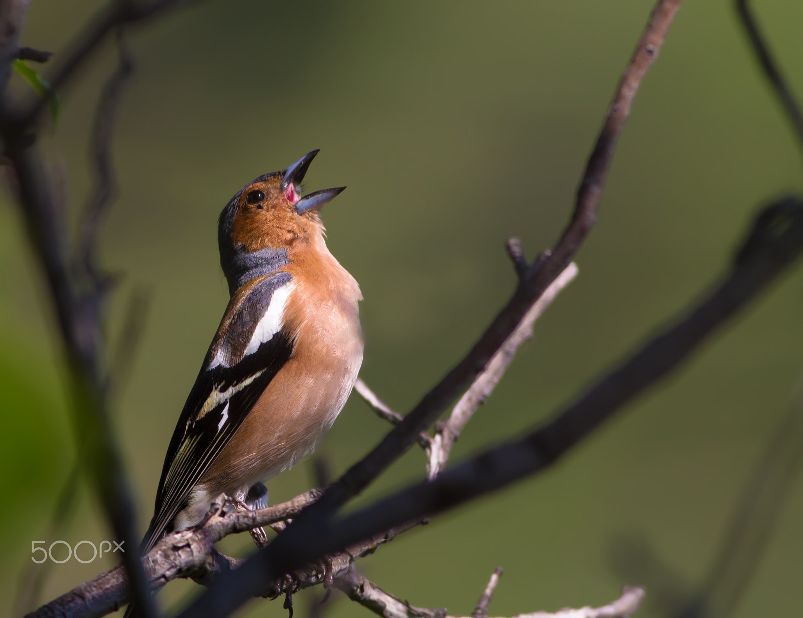 Canon EOS 60D + Canon EF 400mm F5.6L USM sample photo. Male chaffinch (fringilla coelebs) photography