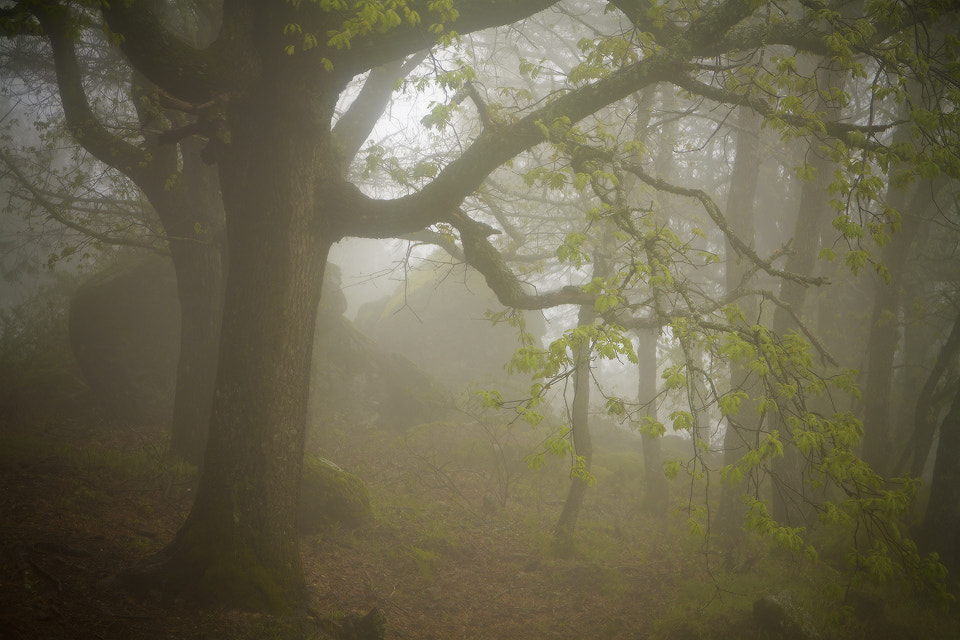 Sigma 18-125mm F3.8-5.6 DC OS HSM sample photo. Rincones photography