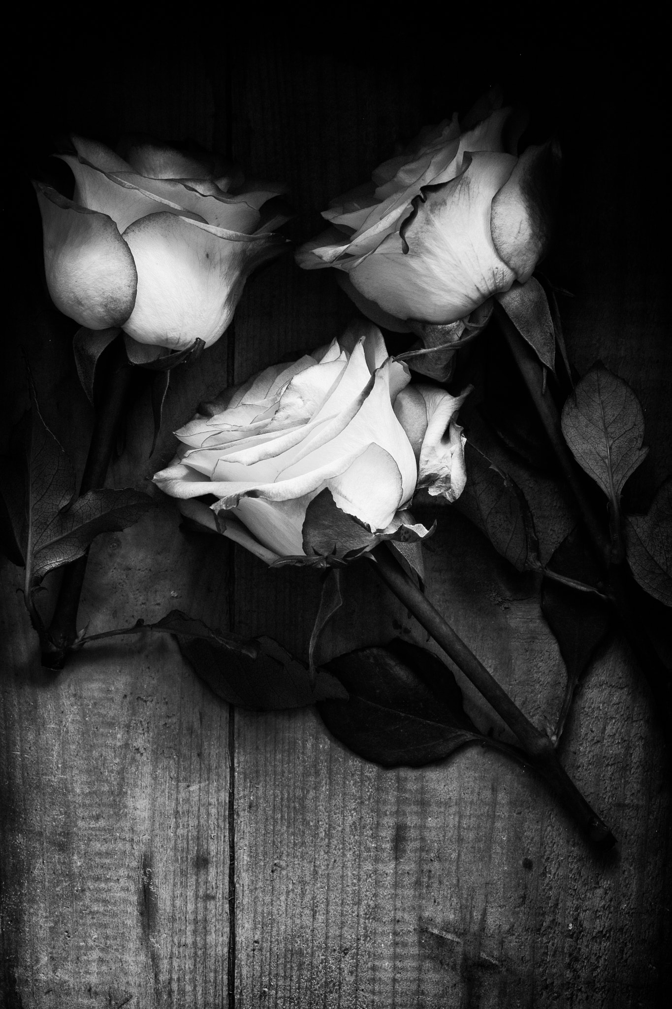 Canon EF 100mm F2.8 Macro USM sample photo. Three in black and white by jim crotty photography
