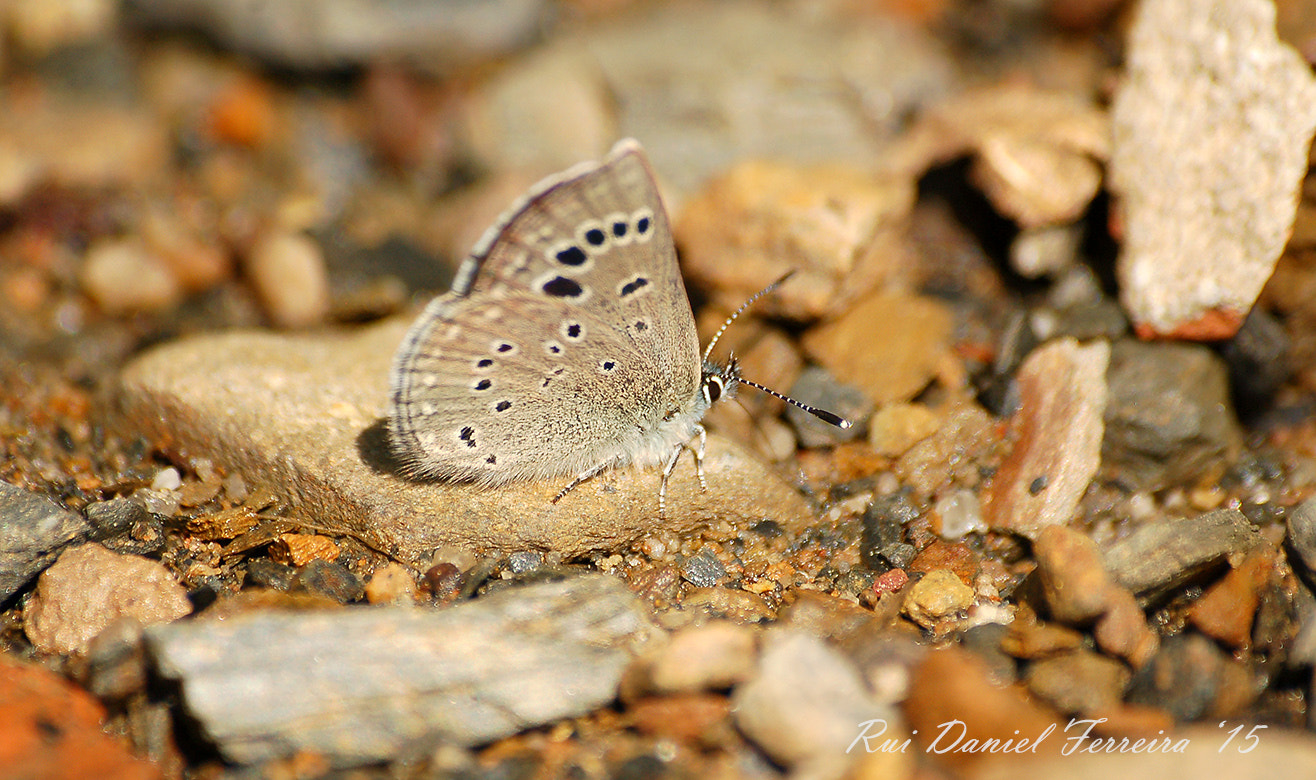 Nikon D50 sample photo. Glaucopsyche melanops photography