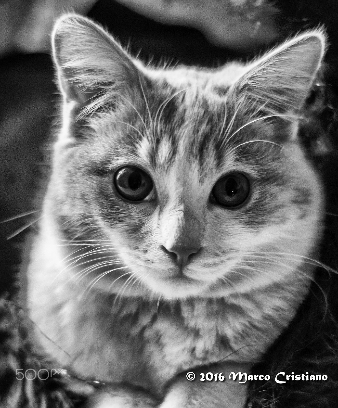 Nikon D3200 + AF Nikkor 50mm f/1.8 sample photo. Ivo... photography