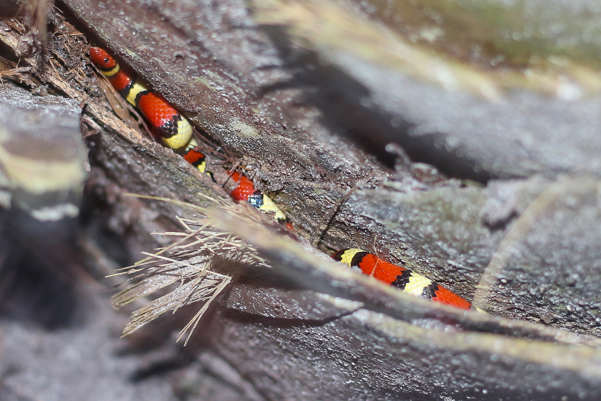 Canon EF 40mm F2.8 STM sample photo. King snake by rich knitter photography