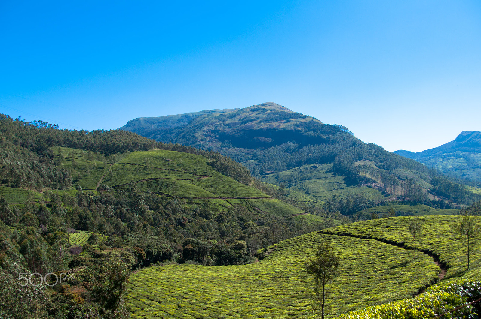 Pentax K-7 sample photo. Munnar tea plantation photography