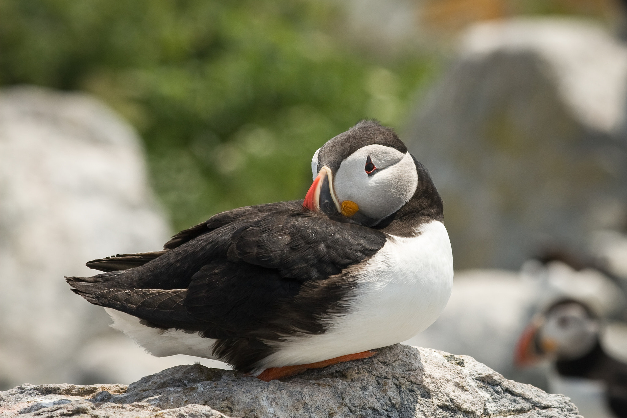 Canon EOS 30D + Canon EF 70-300mm F4-5.6 IS USM sample photo. Resting puffin photography