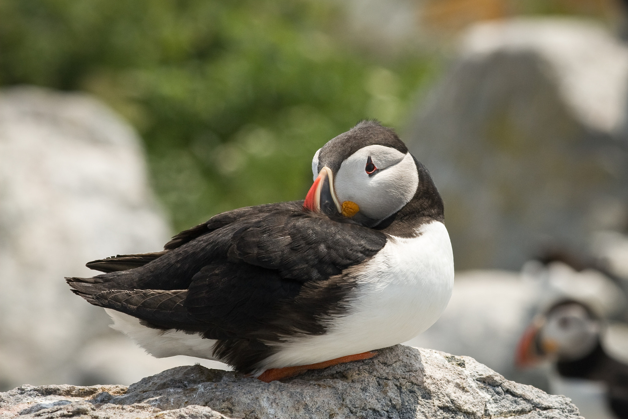 Canon EOS 30D sample photo. Resting puffin photography