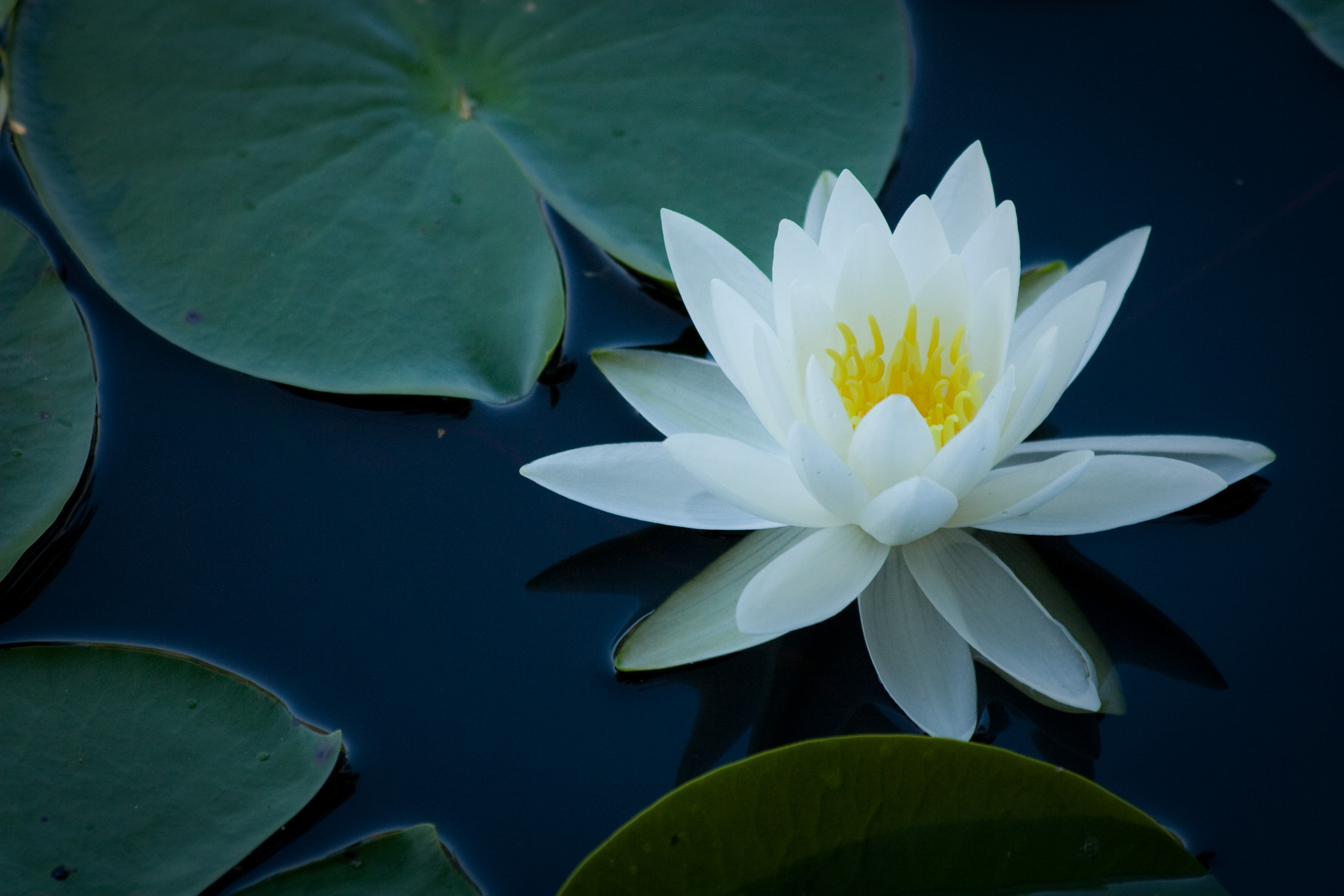 Canon EOS 30D + Canon EF 70-300mm F4-5.6 IS USM sample photo. Water lily photography