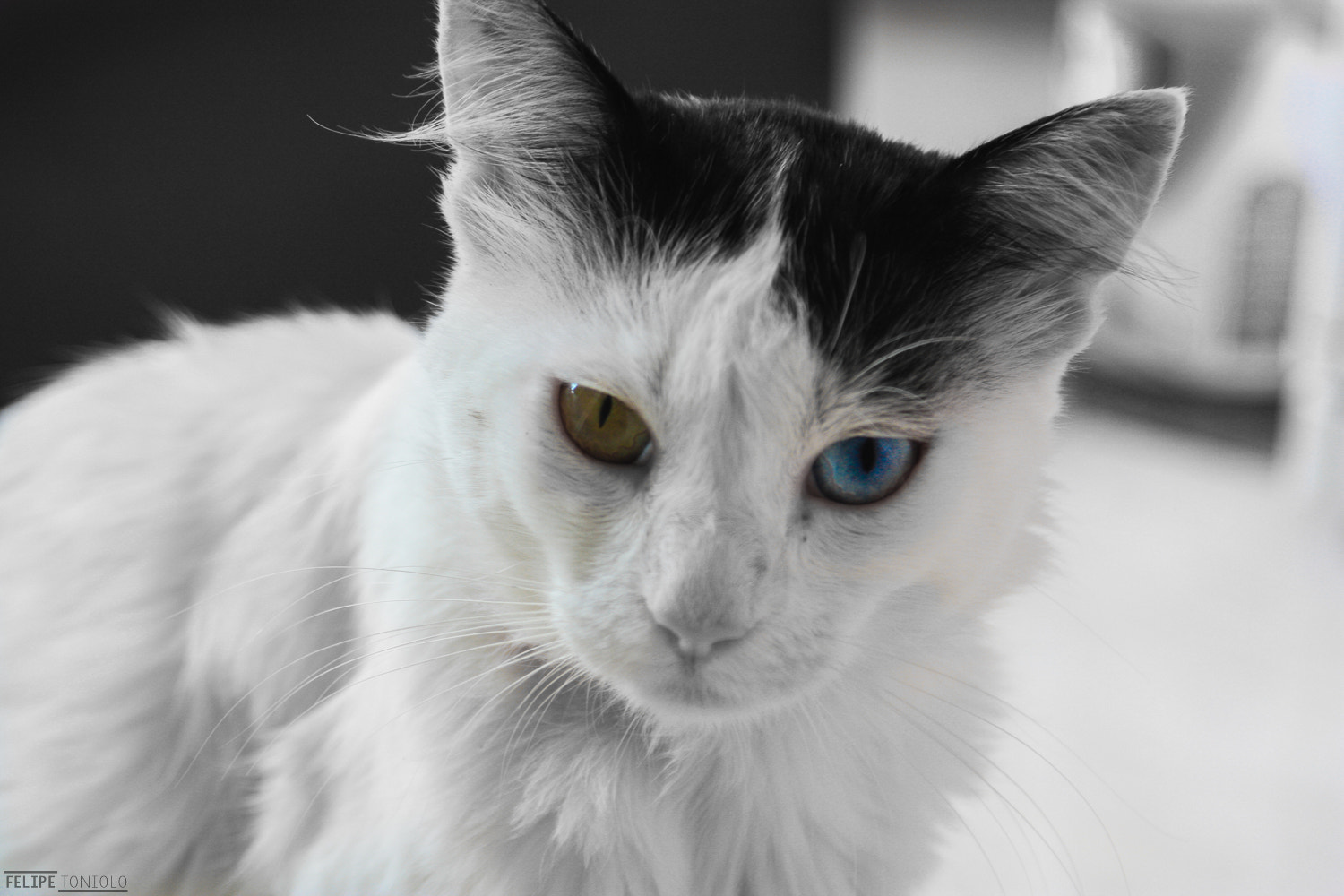 Canon EF 28-105mm f/3.5-4.5 USM sample photo. Bowie photography