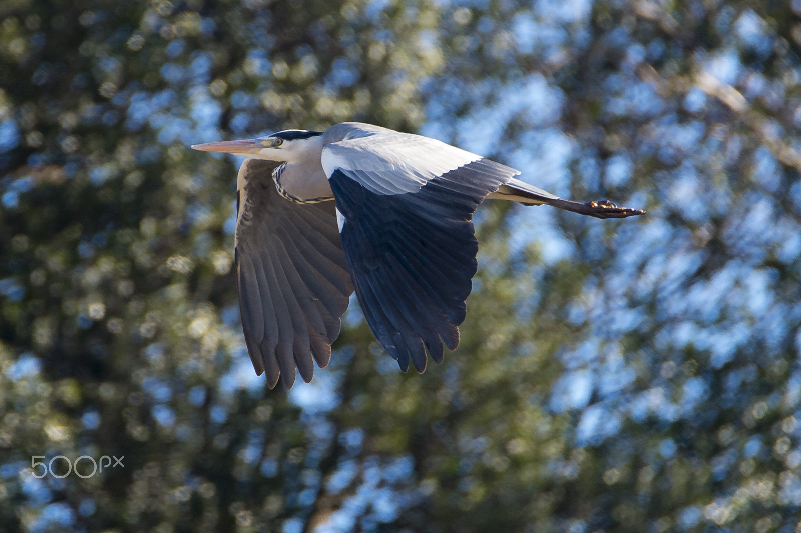 Nikon D4 sample photo. Garza photography