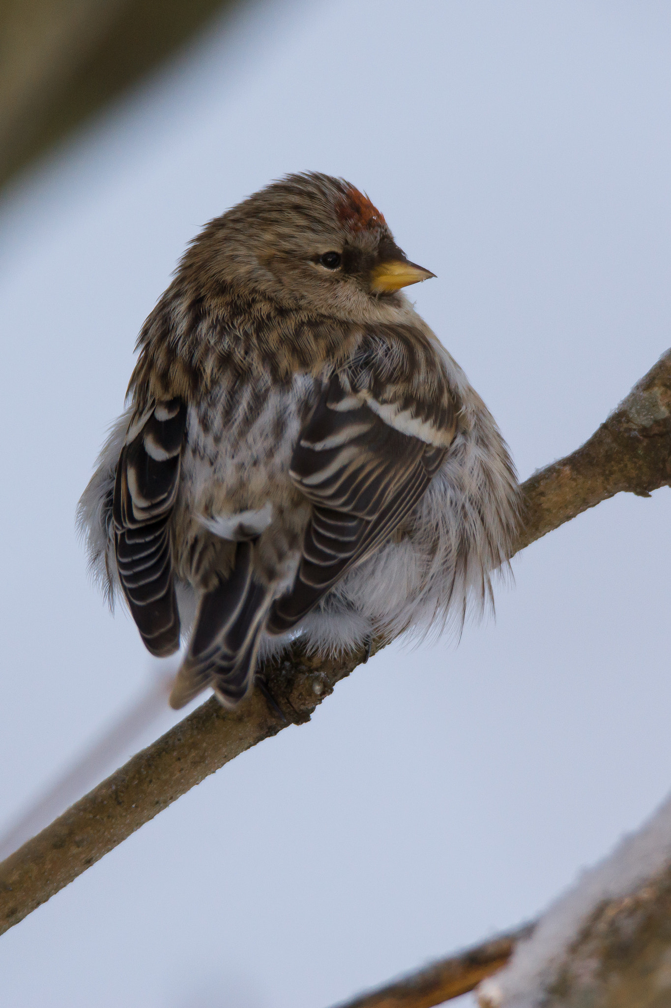 Sony SLT-A65 (SLT-A65V) + Tamron SP 150-600mm F5-6.3 Di VC USD sample photo. Common redpoll photography