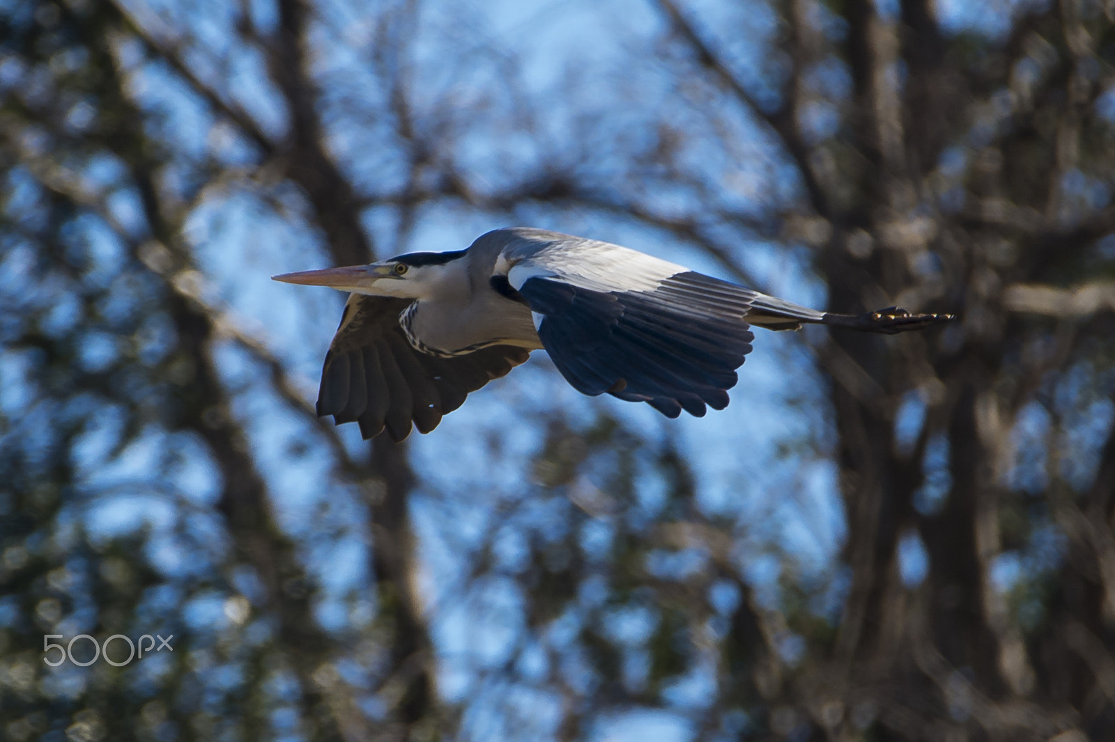 Nikon D4 sample photo. Garza photography