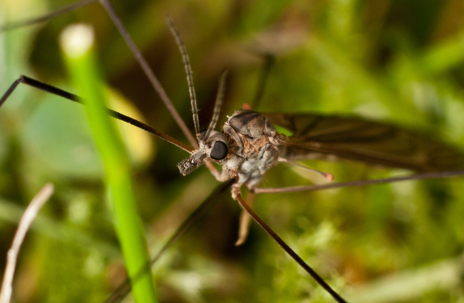 Canon EOS 40D + Canon EF 50mm f/1.8 sample photo. Fly thing photography