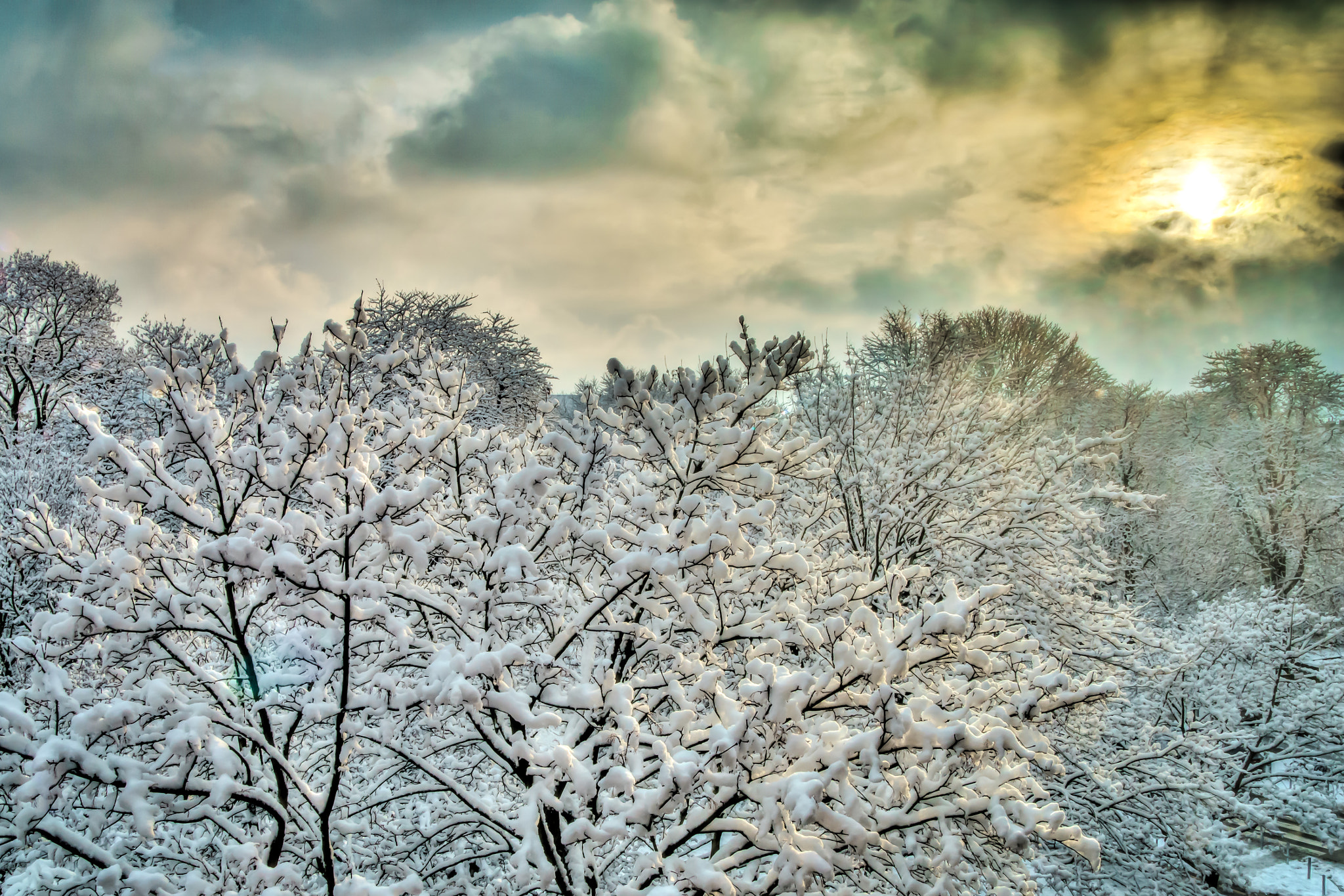 Sony ILCA-77M2 sample photo. Snowy treetops in the sun photography