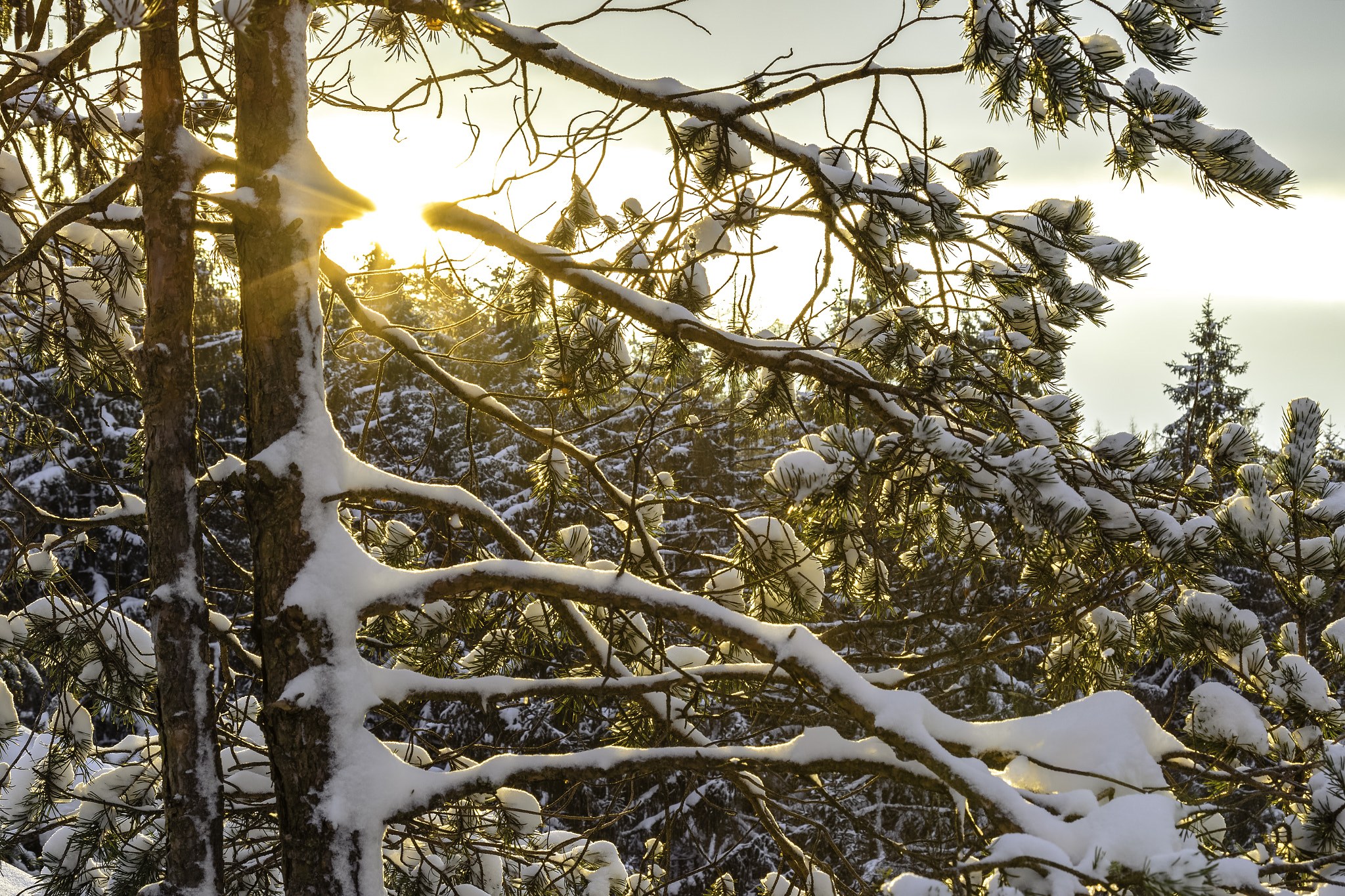 Golden Winter