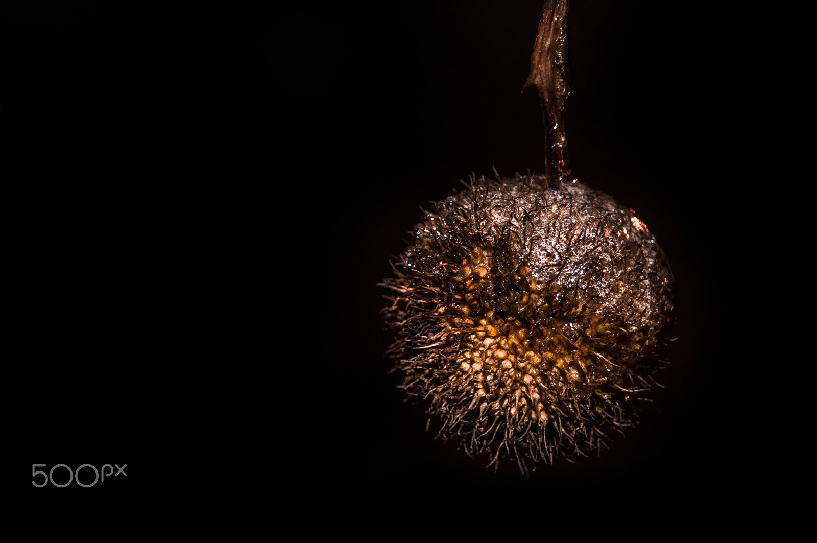 AF Zoom-Nikkor 24-120mm f/3.5-5.6D IF sample photo. Fast-frozen chestnut photography