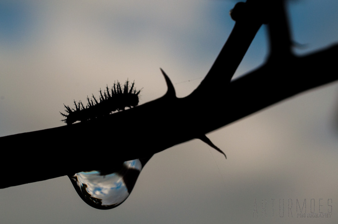 Nikon D90 + Sigma 50mm F2.8 EX DG Macro sample photo. Caterpillar photography