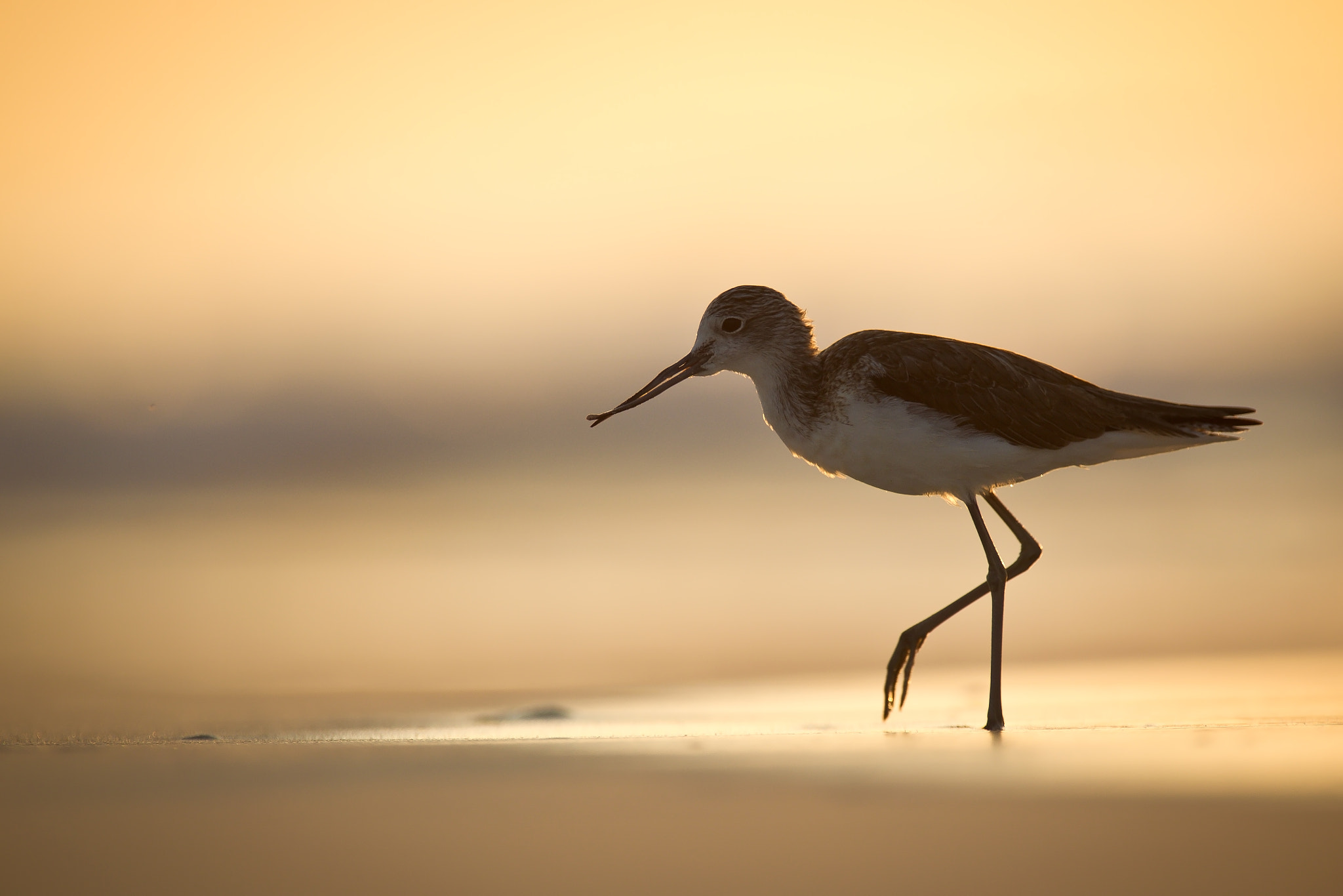 Canon EF 300mm f/2.8L + 1.4x sample photo. Morning on the beach photography