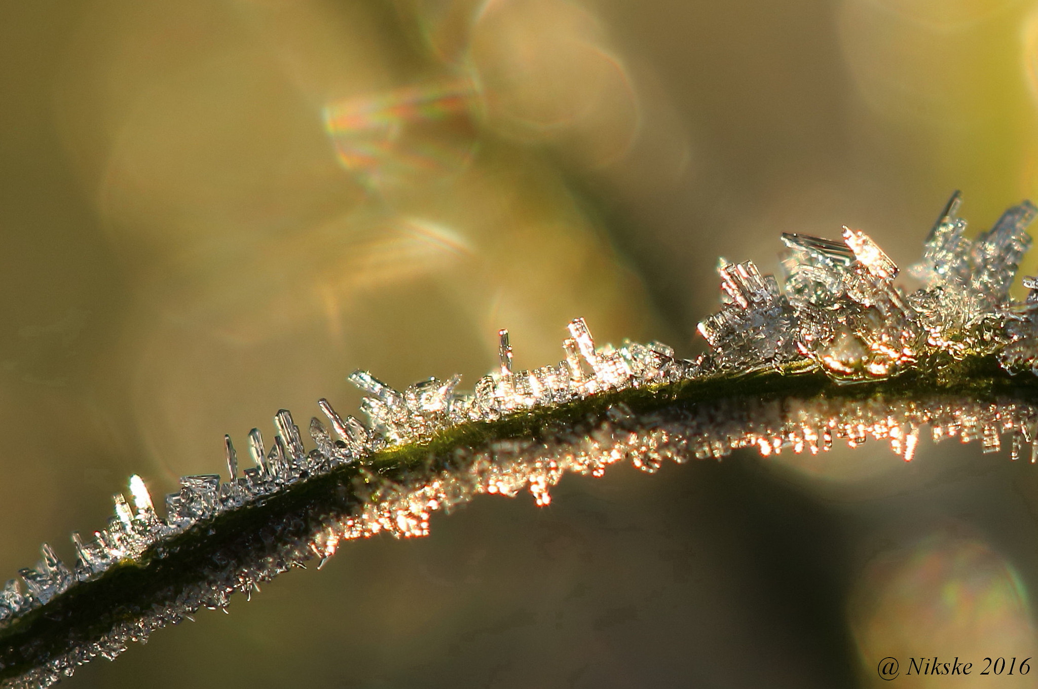 Canon EOS 700D (EOS Rebel T5i / EOS Kiss X7i) + Canon EF 100mm F2.8 Macro USM sample photo. Ice crystals photography
