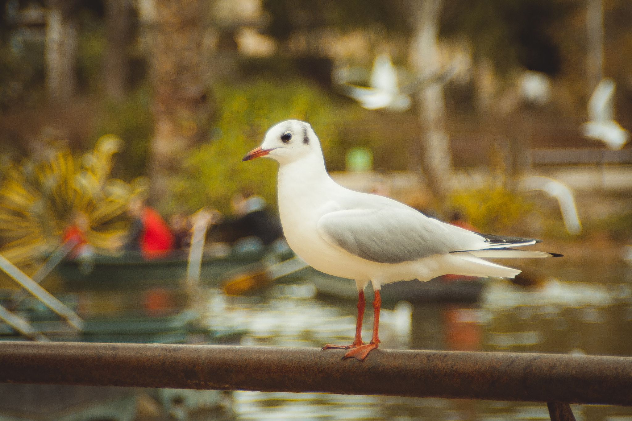 Tamron AF 28-200mm F3.8-5.6 XR Di Aspherical (IF) Macro sample photo. Seagul photography
