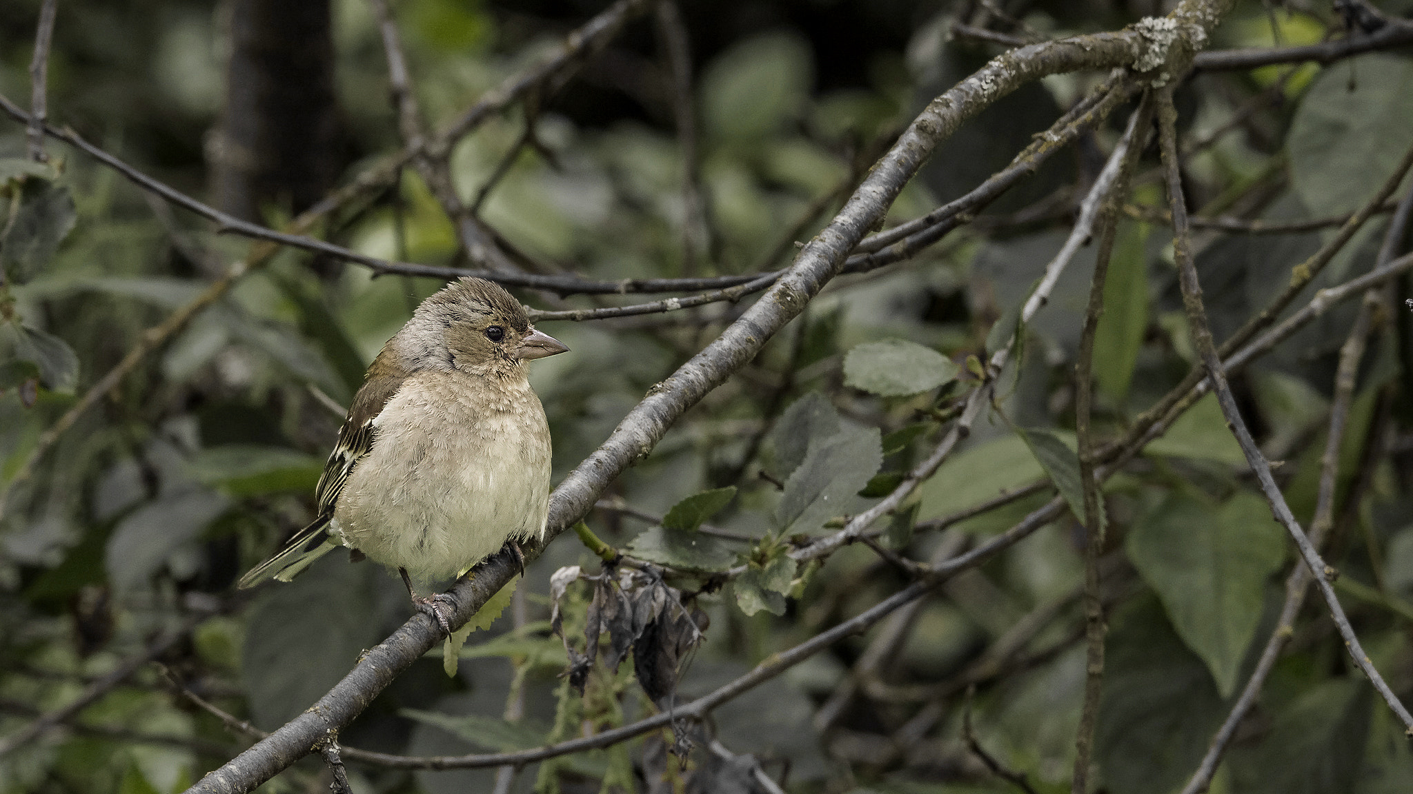 Sigma 150-500mm F5-6.3 DG OS HSM sample photo. Naaraspeippo photography