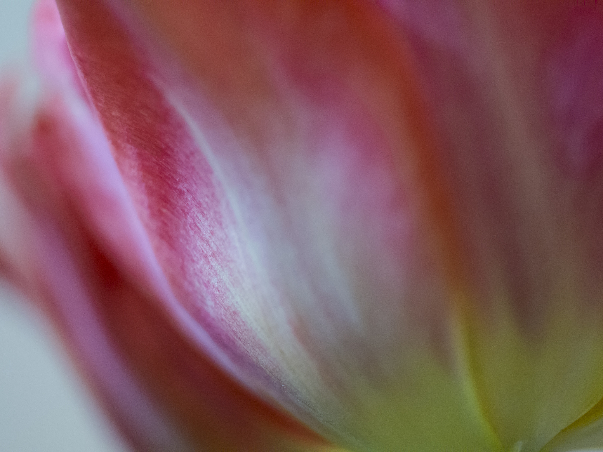 Panasonic Leica DG Macro-Elmarit 45mm F2.8 ASPH OIS sample photo. Facettes of red photography