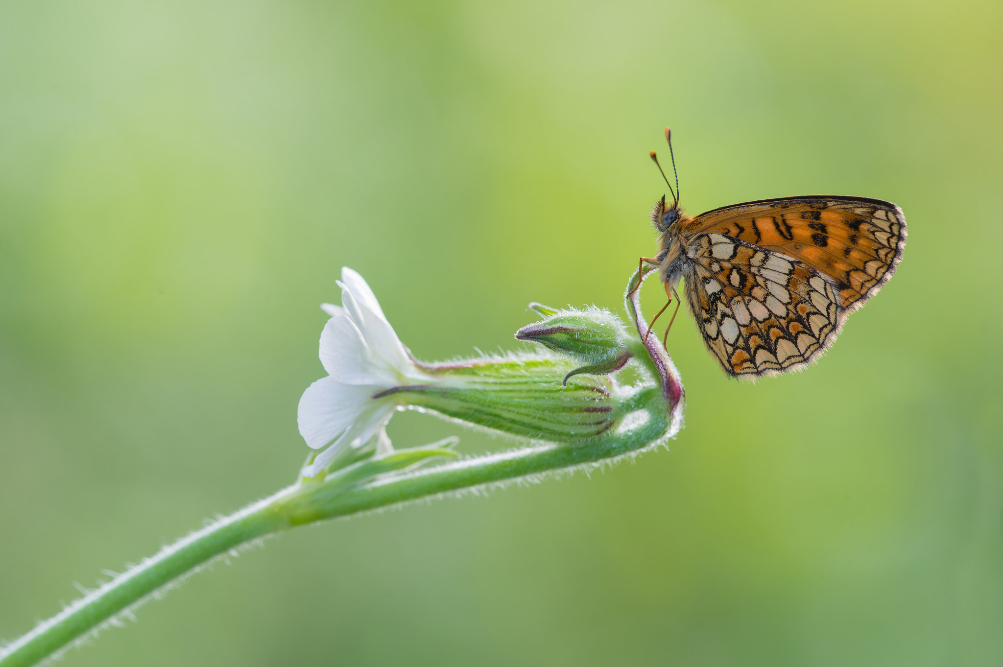 Sigma 150mm F2.8 EX DG Macro HSM sample photo. Butterfly gun photography