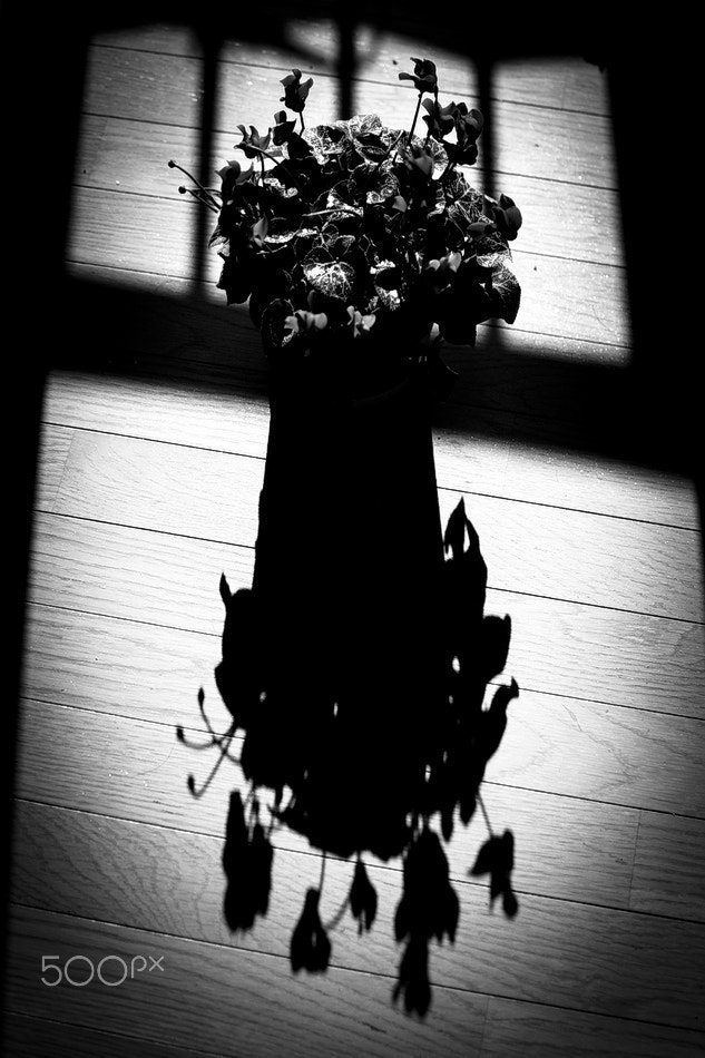 Nikon D40X + Nikon AF-S DX Nikkor 35mm F1.8G sample photo. Flower #4 photography