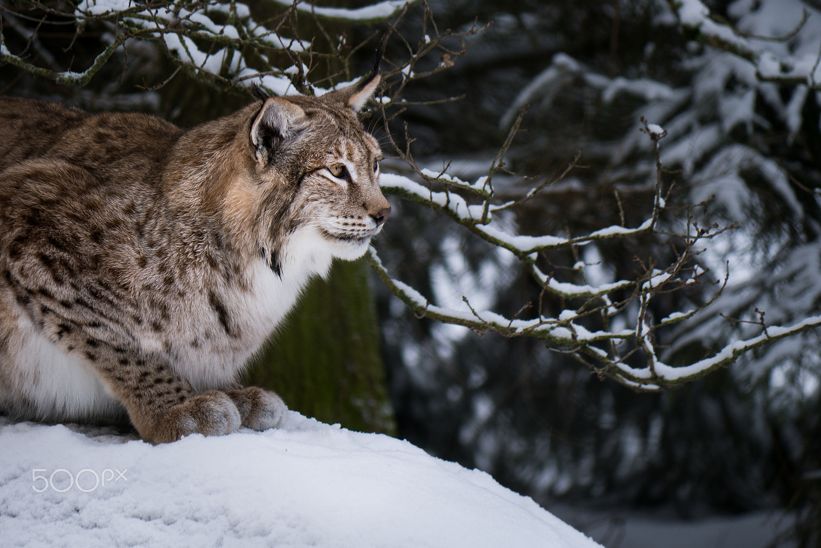 Panasonic Lumix DMC-GX7 sample photo. Lynx photography