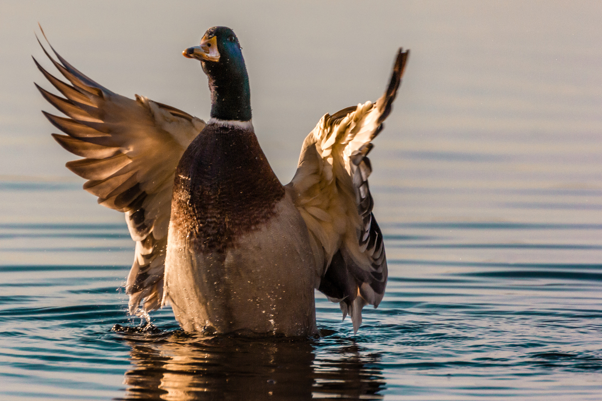 Tamron SP 35mm F1.8 Di VC USD sample photo. Demonstrating the wings photography