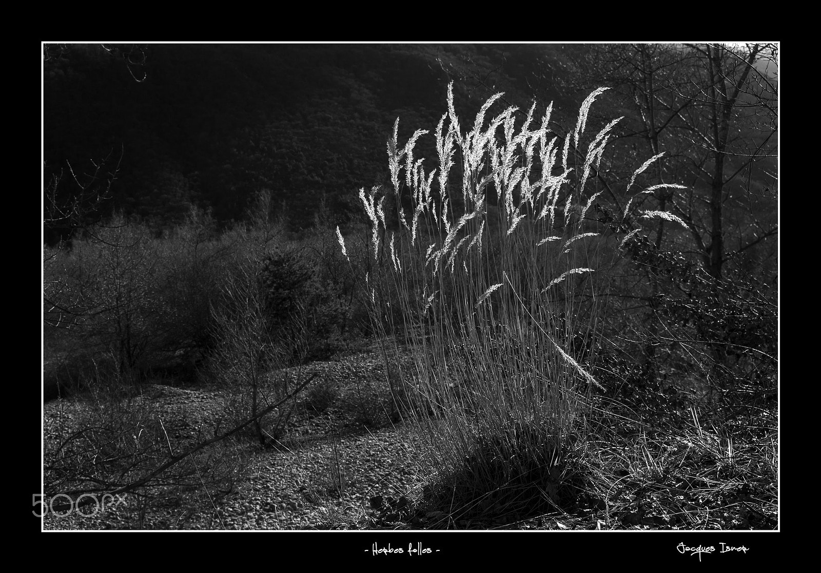 Pentax smc DA* 16-50mm F2.8 ED AL (IF) SDM sample photo. Herbes folles photography