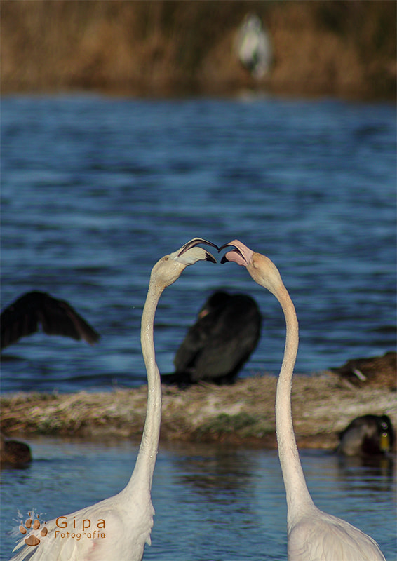 Canon EF 35-70mm f/3.5-4.5A sample photo. Flamenco común (phoenicopterus roseus) photography