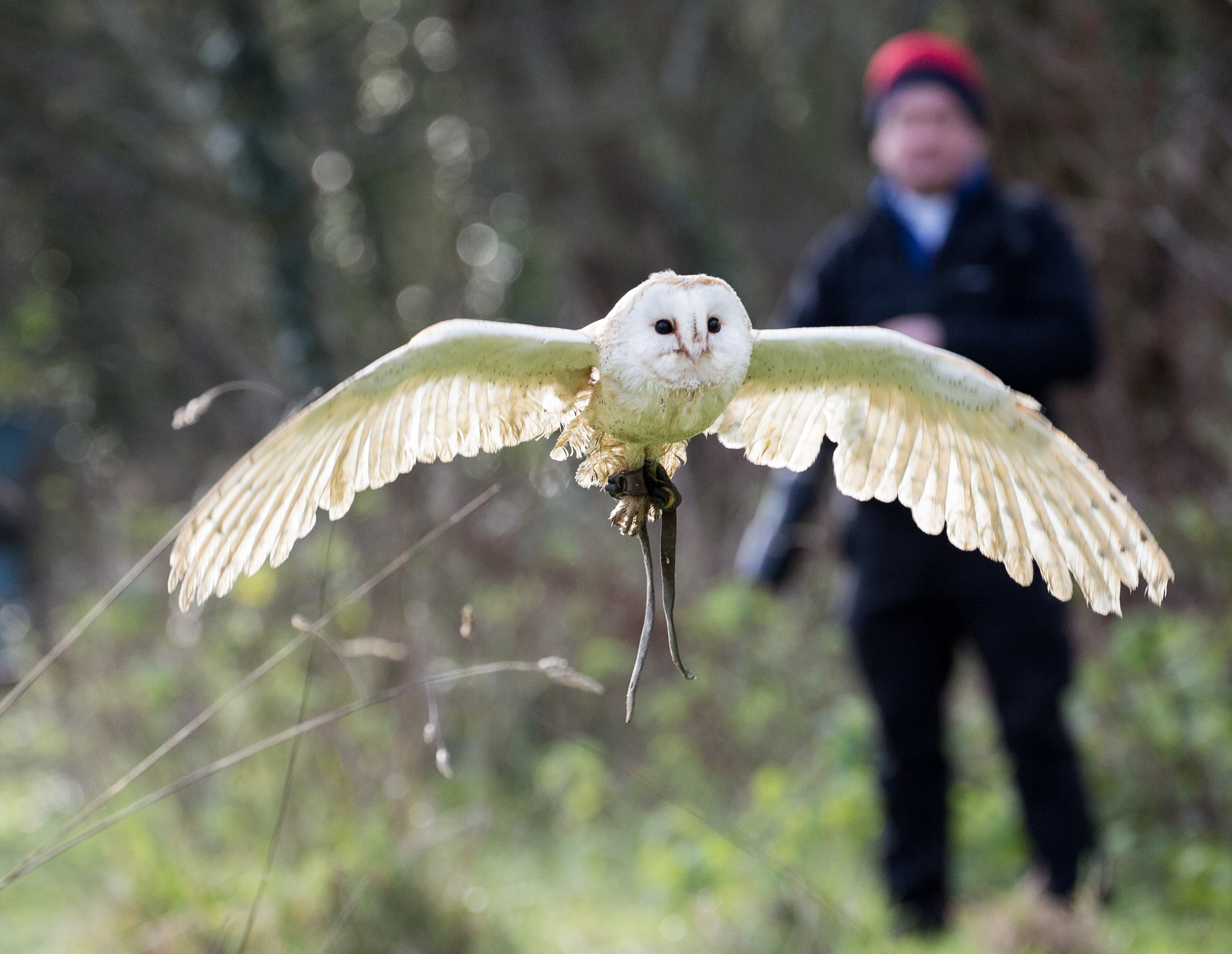 Barn owl cant catch me David