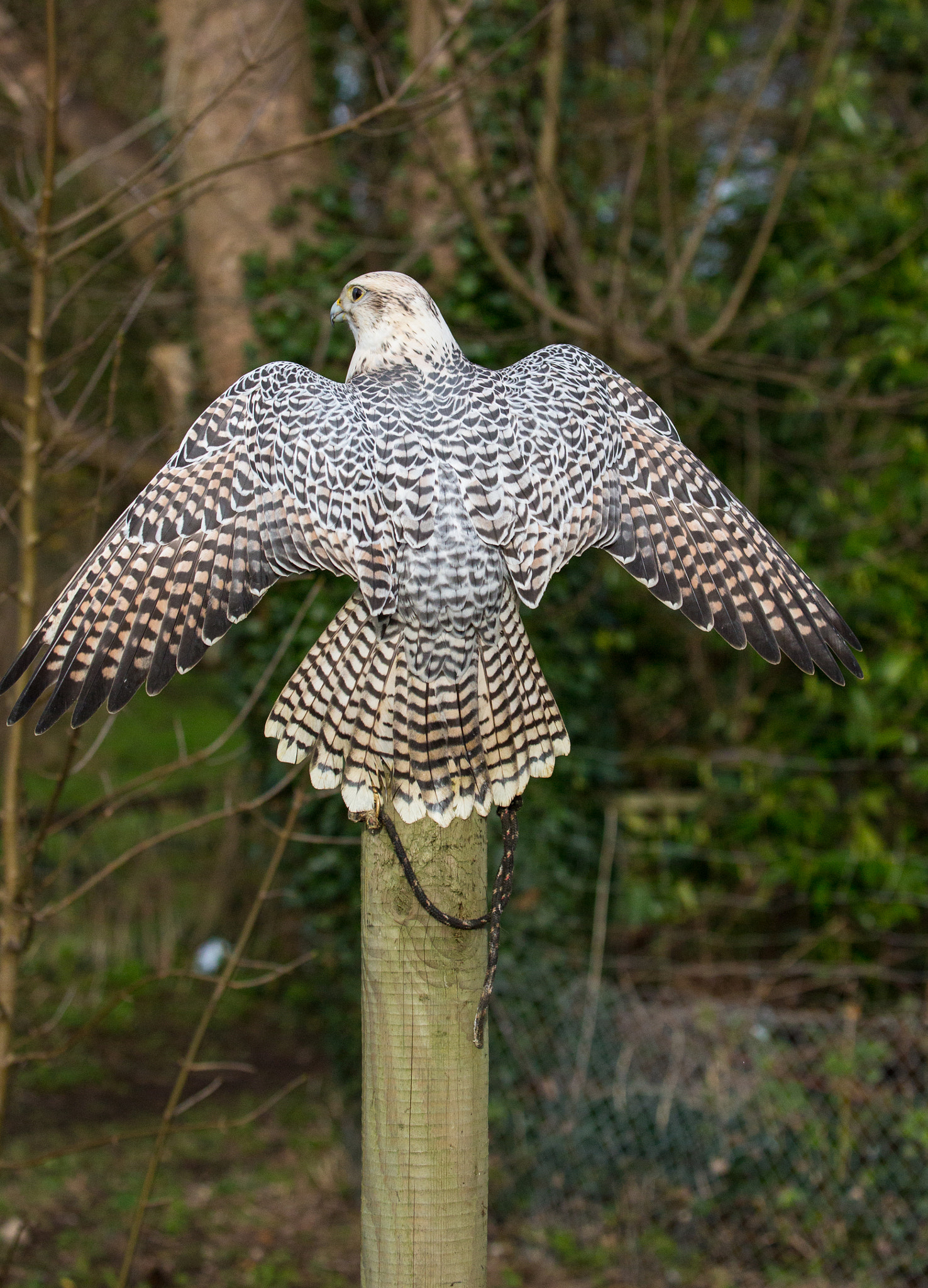 Gyr Falcon spreading the wings