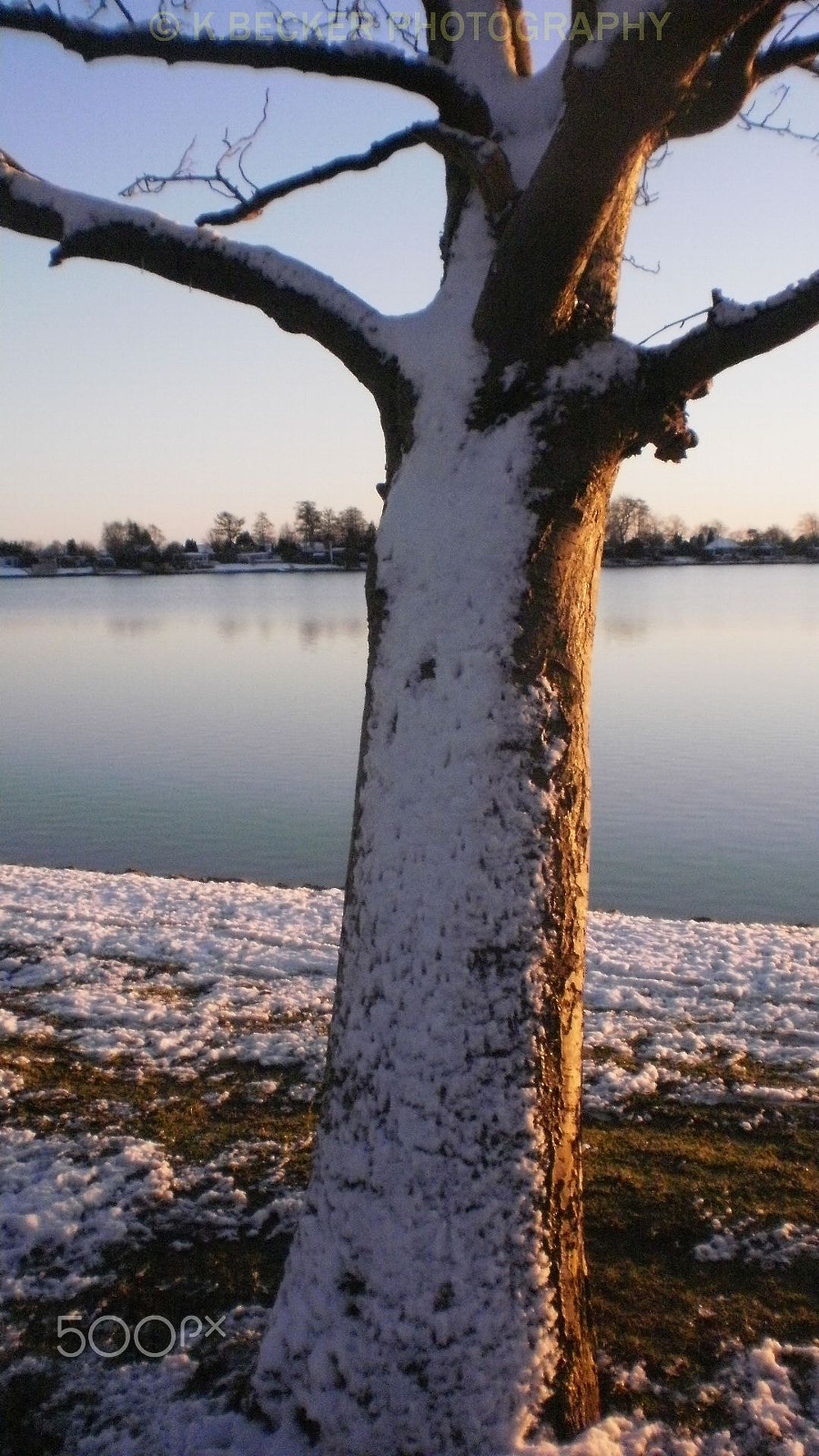 Olympus FE26,X21 sample photo. Baum am banter see photography