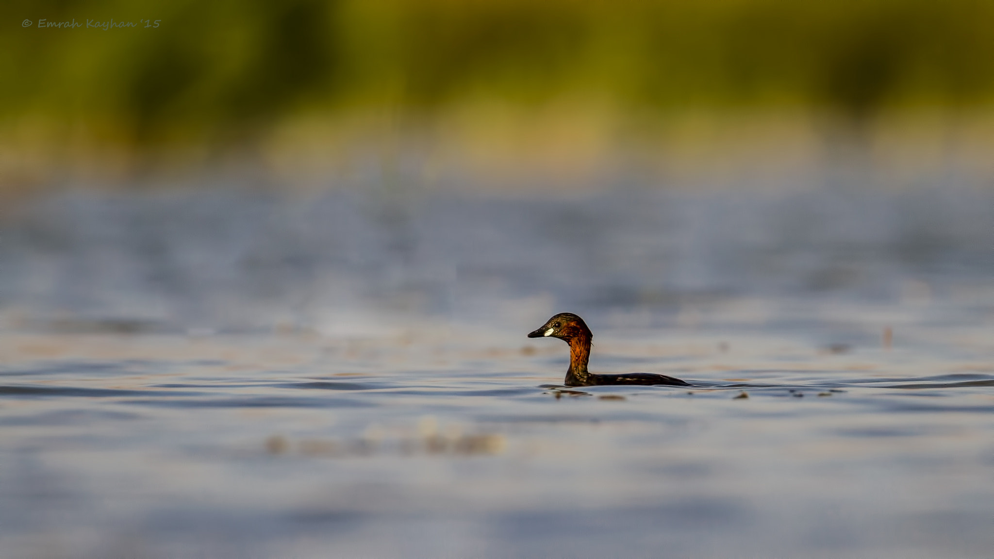Tamron SP 150-600mm F5-6.3 Di VC USD sample photo. Little grebe photography
