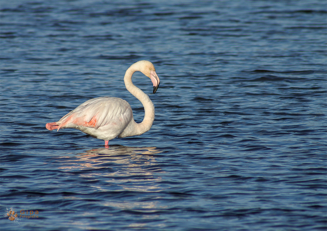 Canon EF 35-70mm f/3.5-4.5A sample photo