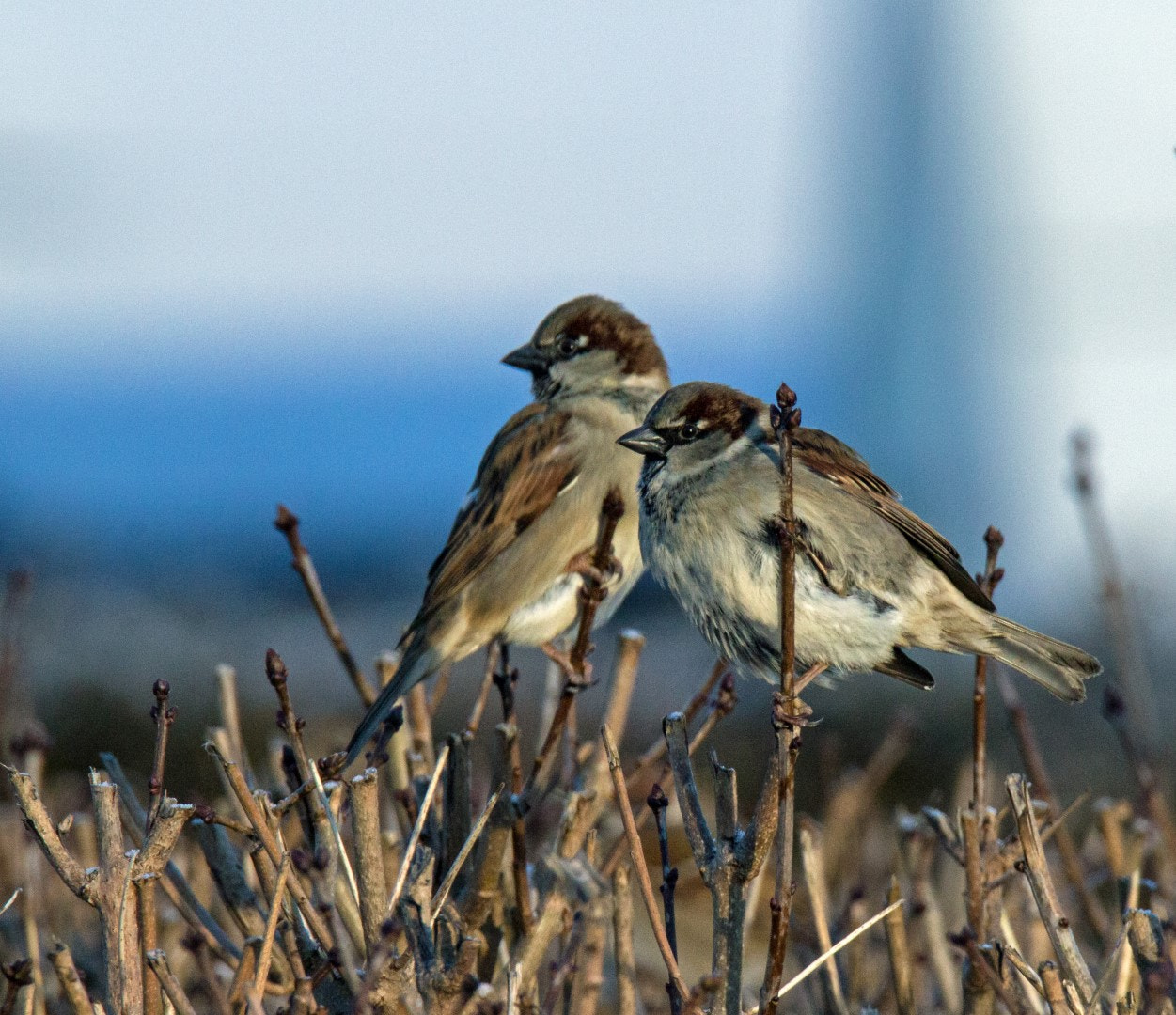 Tamron SP 150-600mm F5-6.3 Di VC USD sample photo. Tree sparrow photography