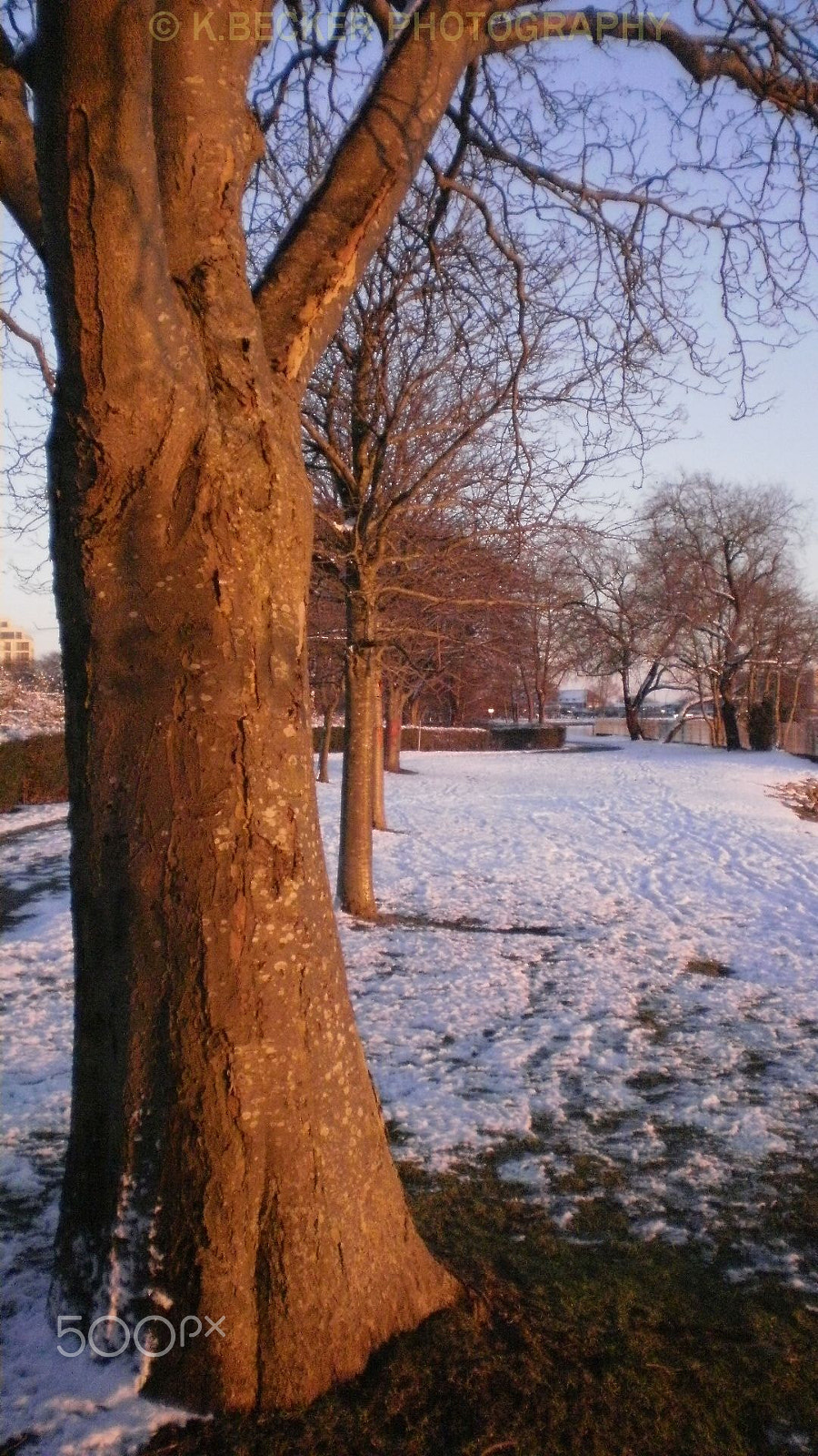 Olympus FE26,X21 sample photo. Baumallee am banter see photography